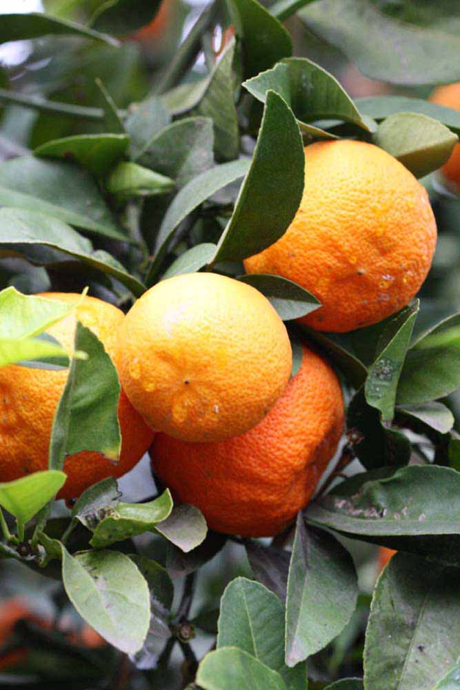              Fruit (Riverside, CA)       